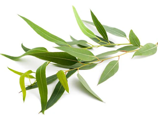 Eucalyptol