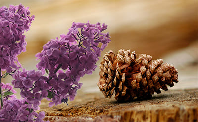 Alpha Terpineol - Image 1