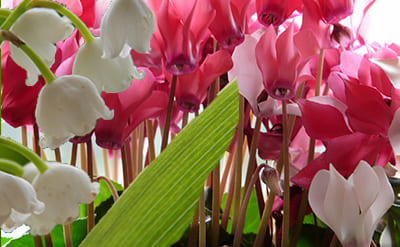 Cyclamen Aldehyde - Image 1