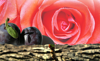 Damascone Alpha - Image 1