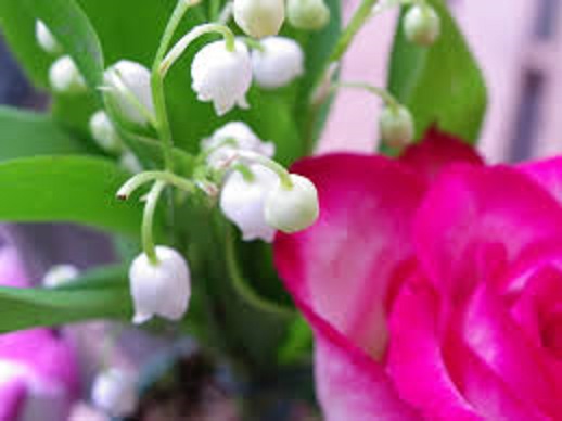 FLOROL® FIRMENICH 966458 - Image 1