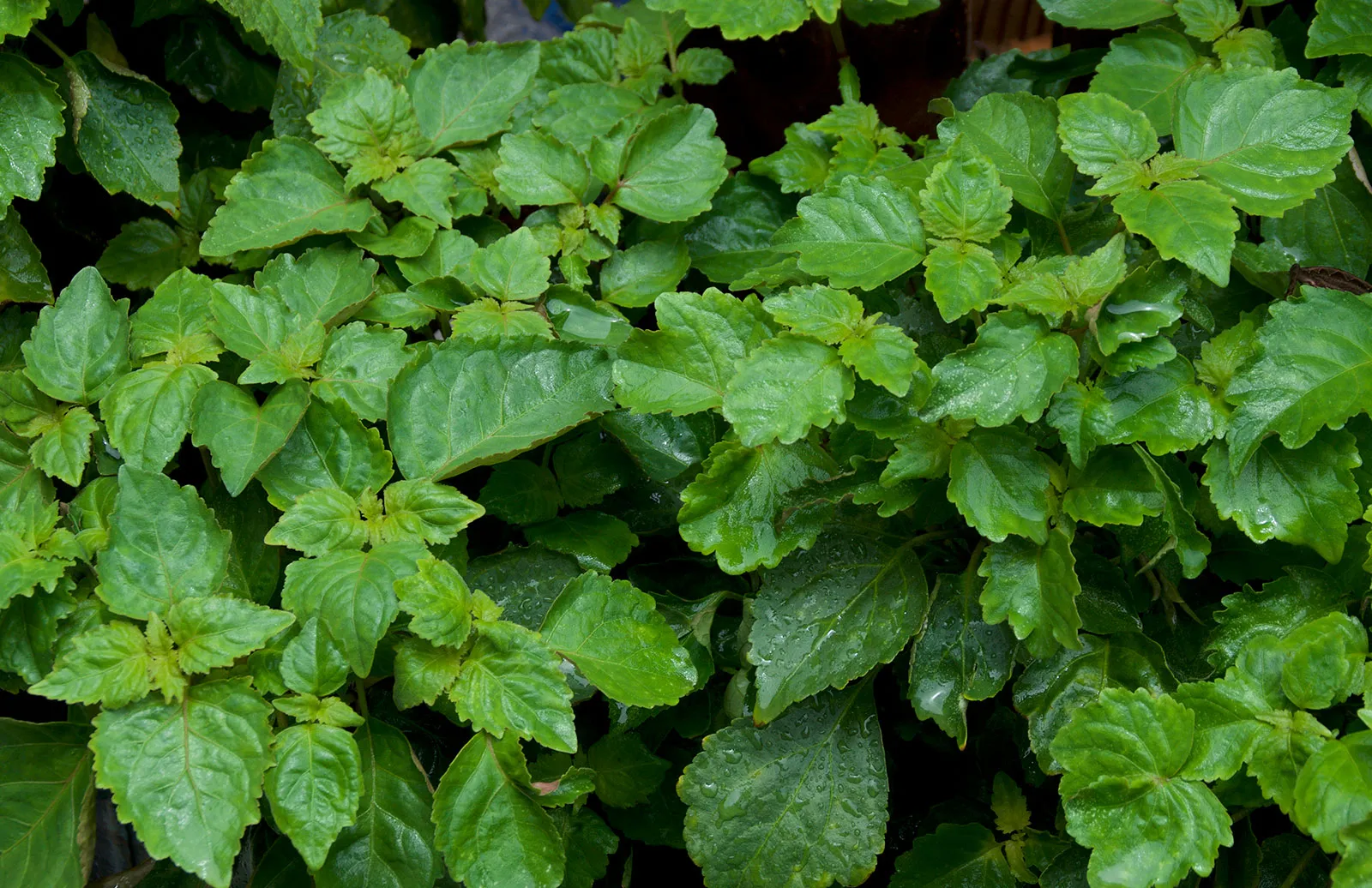 Patchouli Essential Oil Indonesia - Image 1