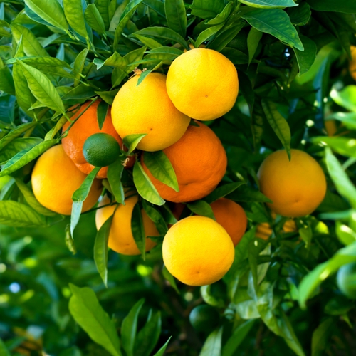Linalool - Image 1