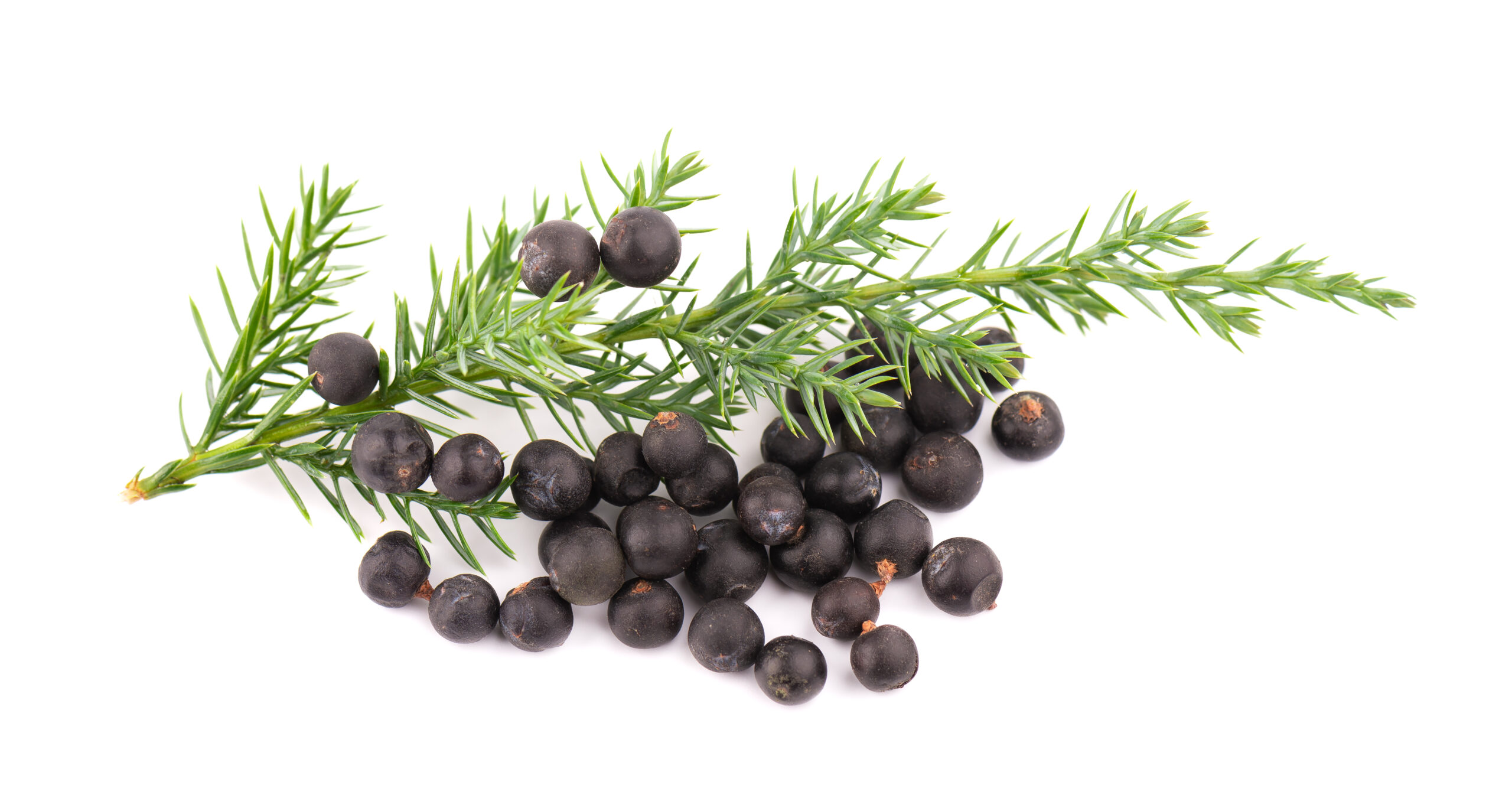 Juniper Berry Essential Oil - Image 1